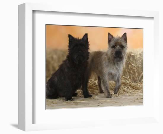 Two Cairn Terriers of Different Coat Colours-Petra Wegner-Framed Photographic Print