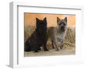 Two Cairn Terriers of Different Coat Colours-Petra Wegner-Framed Photographic Print