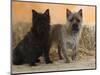 Two Cairn Terriers of Different Coat Colours-Petra Wegner-Mounted Photographic Print