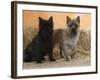 Two Cairn Terriers of Different Coat Colours-Petra Wegner-Framed Photographic Print