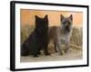 Two Cairn Terriers of Different Coat Colours-Petra Wegner-Framed Photographic Print