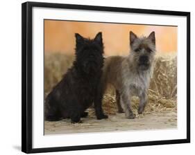 Two Cairn Terriers of Different Coat Colours-Petra Wegner-Framed Photographic Print