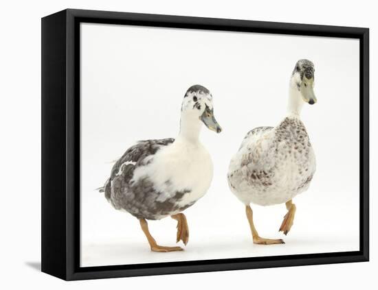Two Call Ducks Walking-Mark Taylor-Framed Stretched Canvas