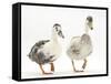 Two Call Ducks Walking-Mark Taylor-Framed Stretched Canvas