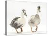 Two Call Ducks Walking-Mark Taylor-Stretched Canvas