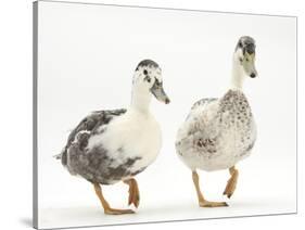 Two Call Ducks Walking-Mark Taylor-Stretched Canvas