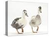 Two Call Ducks Walking-Mark Taylor-Stretched Canvas