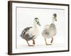 Two Call Ducks Walking-Mark Taylor-Framed Photographic Print