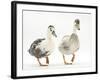 Two Call Ducks Walking-Mark Taylor-Framed Photographic Print