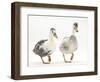 Two Call Ducks Walking-Mark Taylor-Framed Photographic Print