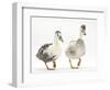 Two Call Ducks Walking-Mark Taylor-Framed Photographic Print