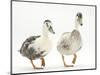 Two Call Ducks Walking-Mark Taylor-Mounted Photographic Print