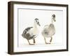 Two Call Ducks Walking-Mark Taylor-Framed Photographic Print