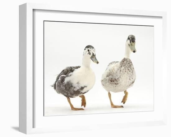 Two Call Ducks Walking-Mark Taylor-Framed Photographic Print