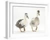 Two Call Ducks Walking-Mark Taylor-Framed Photographic Print