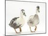 Two Call Ducks Walking-Mark Taylor-Mounted Photographic Print