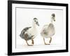 Two Call Ducks Walking-Mark Taylor-Framed Photographic Print