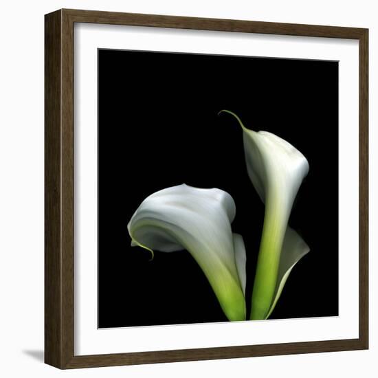 Two Calla Lilies Against a Dramatic Square Black Background-Christian Slanec-Framed Photographic Print