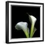 Two Calla Lilies Against a Dramatic Square Black Background-Christian Slanec-Framed Photographic Print