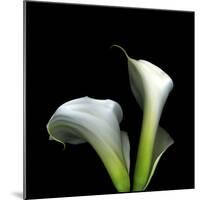 Two Calla Lilies Against a Dramatic Square Black Background-Christian Slanec-Mounted Photographic Print