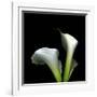 Two Calla Lilies Against a Dramatic Square Black Background-Christian Slanec-Framed Photographic Print