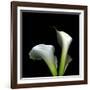 Two Calla Lilies Against a Dramatic Square Black Background-Christian Slanec-Framed Photographic Print