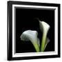 Two Calla Lilies Against a Dramatic Square Black Background-Christian Slanec-Framed Photographic Print