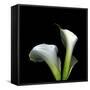 Two Calla Lilies Against a Dramatic Square Black Background-Christian Slanec-Framed Stretched Canvas