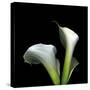 Two Calla Lilies Against a Dramatic Square Black Background-Christian Slanec-Stretched Canvas