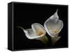 Two Calla Lilies Against Black Background-George Oze-Framed Stretched Canvas