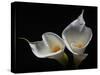 Two Calla Lilies Against Black Background-George Oze-Stretched Canvas