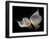 Two Calla Lilies Against Black Background-George Oze-Framed Photographic Print