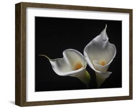 Two Calla Lilies-George Oze-Framed Photographic Print