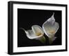 Two Calla Lilies-George Oze-Framed Photographic Print