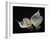 Two Calla Lilies-George Oze-Framed Photographic Print