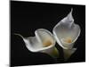 Two Calla Lilies-George Oze-Mounted Photographic Print