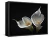 Two Calla Lilies-George Oze-Framed Stretched Canvas