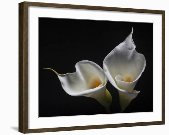 Two Calla Lilies-George Oze-Framed Photographic Print