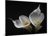 Two Calla Lilies-George Oze-Mounted Photographic Print