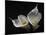 Two Calla Lilies-George Oze-Mounted Photographic Print