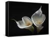 Two Calla Lilies-George Oze-Framed Stretched Canvas