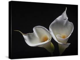 Two Calla Lilies-George Oze-Stretched Canvas