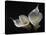 Two Calla Lilies-George Oze-Stretched Canvas