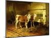 Two Calves in a Barn-Walter Hunt-Mounted Premium Giclee Print