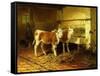 Two Calves in a Barn-Walter Hunt-Framed Stretched Canvas