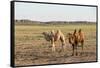 Two camels in Gobi desert, Ulziit, Middle Gobi province, Mongolia, Central Asia, Asia-Francesco Vaninetti-Framed Stretched Canvas