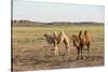 Two camels in Gobi desert, Ulziit, Middle Gobi province, Mongolia, Central Asia, Asia-Francesco Vaninetti-Stretched Canvas