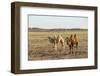 Two camels in Gobi desert, Ulziit, Middle Gobi province, Mongolia, Central Asia, Asia-Francesco Vaninetti-Framed Photographic Print