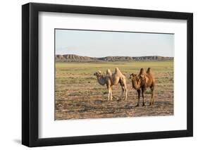 Two camels in Gobi desert, Ulziit, Middle Gobi province, Mongolia, Central Asia, Asia-Francesco Vaninetti-Framed Photographic Print