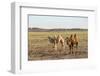 Two camels in Gobi desert, Ulziit, Middle Gobi province, Mongolia, Central Asia, Asia-Francesco Vaninetti-Framed Photographic Print